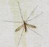 Tipula sp.